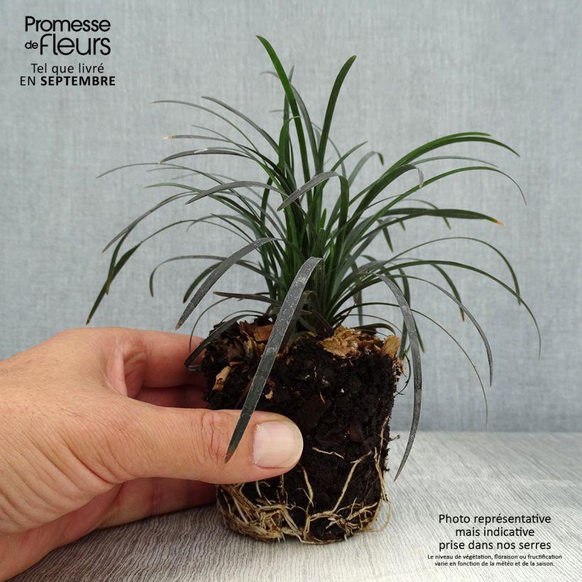 Ophiopogon planiscapus Black Dragon - Mini-motte Ø 3/4 cm sample as delivered in autumn