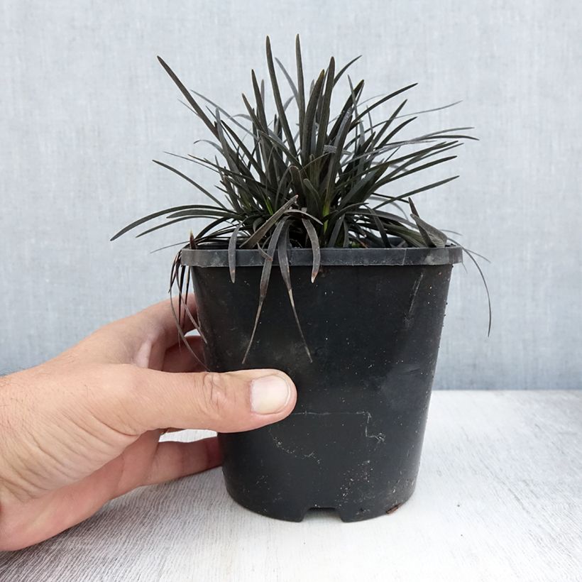 Ophiopogon planiscapus Black Dragon Pot de 1L/1,5L sample as delivered in summer