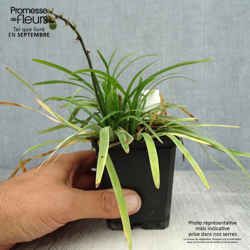 Ophiopogon planiscapus Godet de 9cm sample as delivered in summer