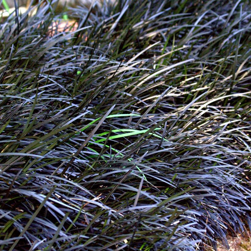 Black Ophiopogon - Ophiopogon planiscapus Nigrescens (Plant habit)