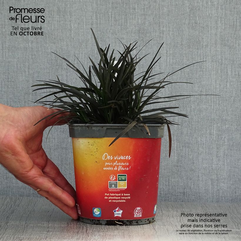 Ophiopogon planiscapus Nigrescens - Pot de 2L/3L sample as delivered in autumn