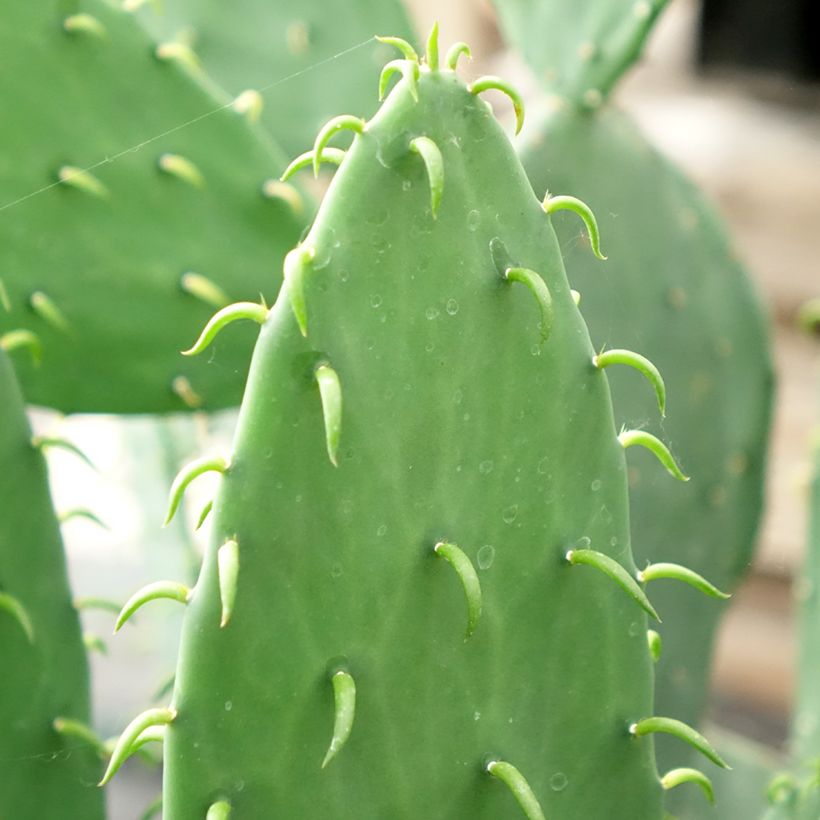 Opuntia cacanapa Ellisiana - Prickly Pear (Foliage)