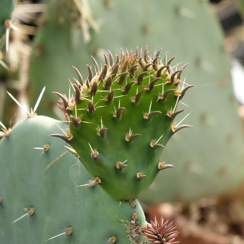 Opuntia discata - Prickly Pear (Foliage)