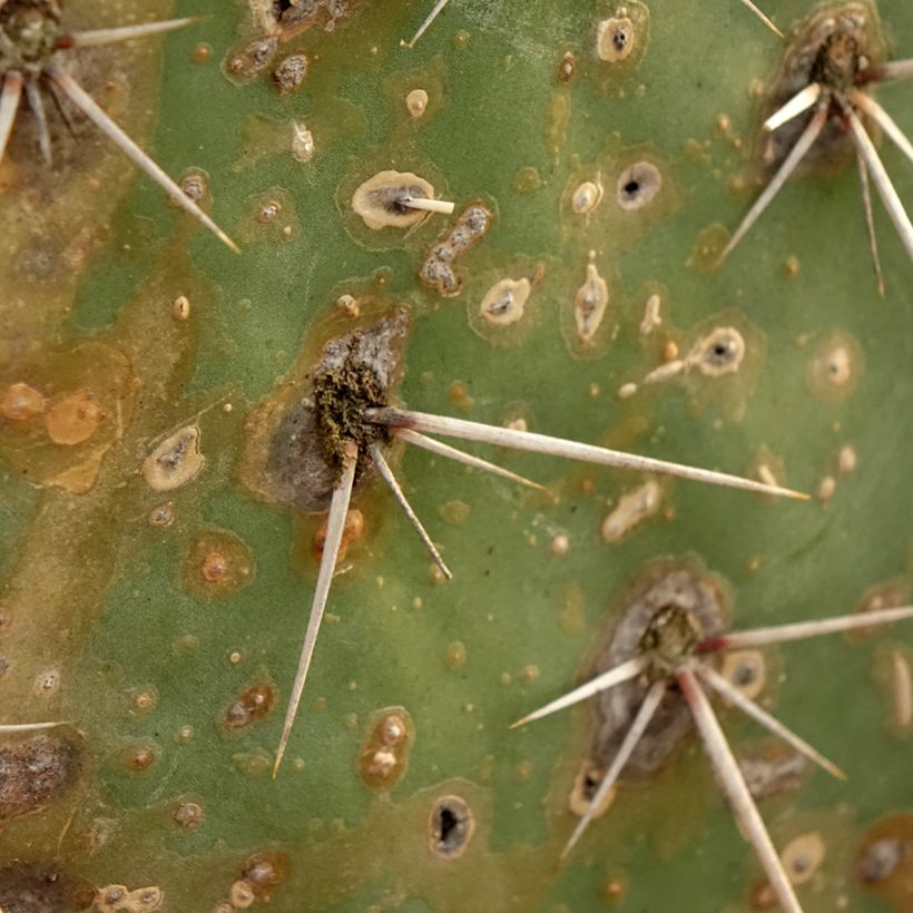 Opuntia discata - Prickly Pear (Foliage)