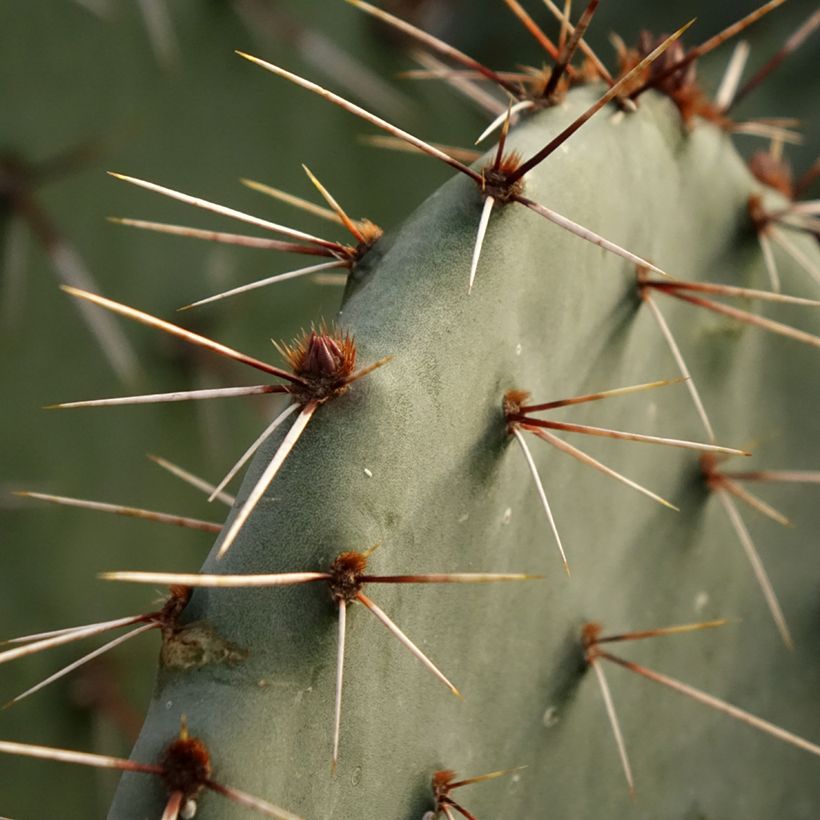 Opuntia dulcis - Prickly Pear (Foliage)