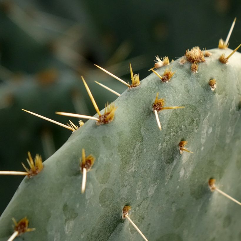 Opuntia engelmannii Belen - Prickly Pear (Foliage)
