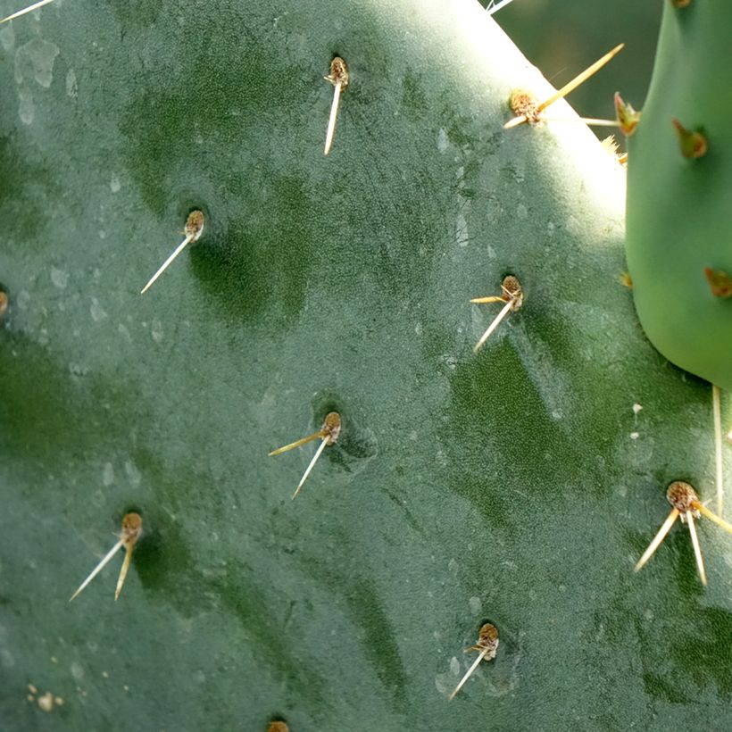 Opuntia engelmannii - Prickly Pear (Foliage)