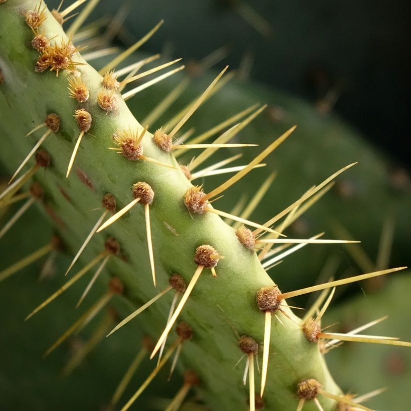 Opuntia engelmannii - Prickly Pear (Foliage)