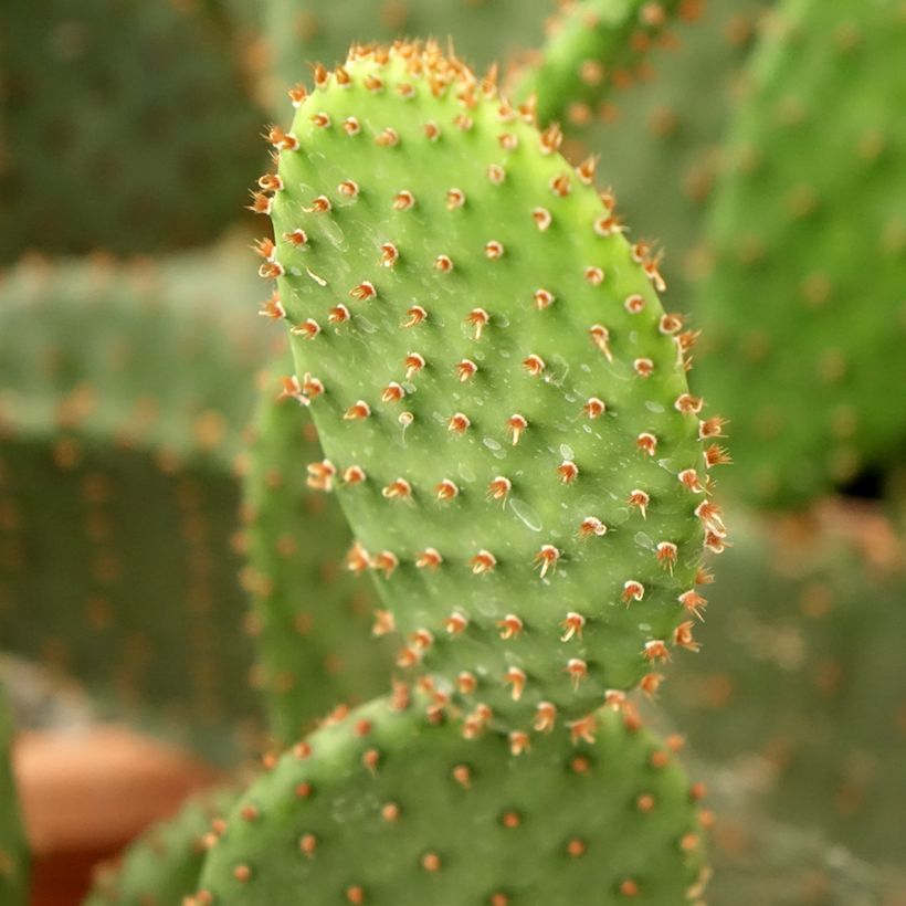 Opuntia lubrica - Prickly Pear (Foliage)