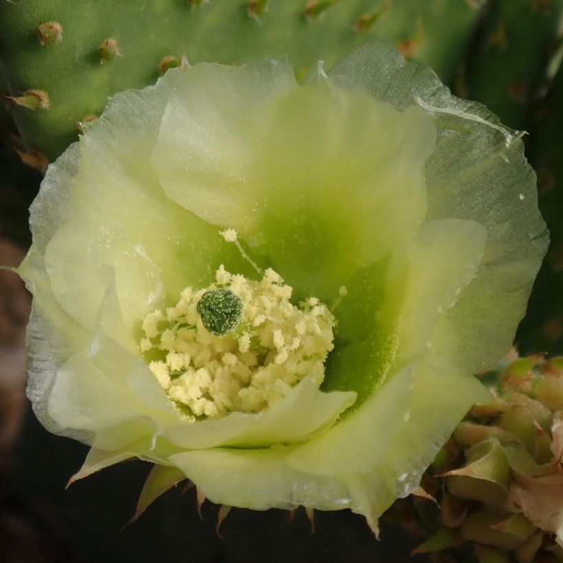 Opuntia microdasys Caress - Prickly Pear (Flowering)