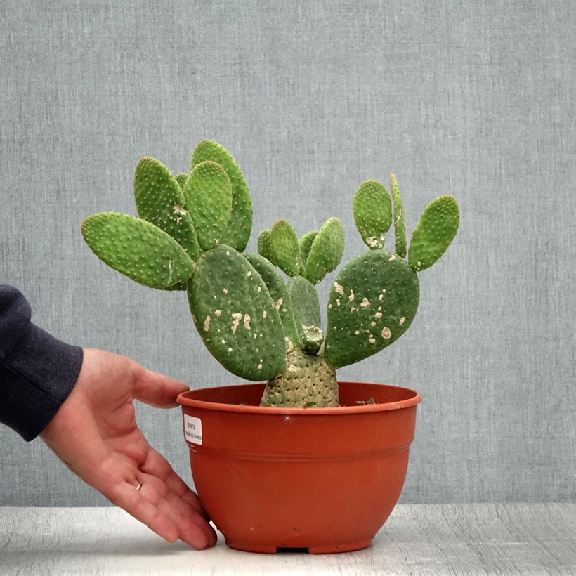 Opuntia microdasys Caress - Prickly Pear 3L/4L pot sample as delivered in summer