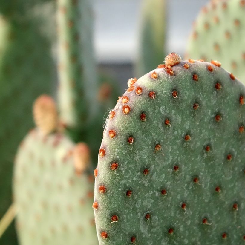 Opuntia rufida - Prickly Pear (Foliage)