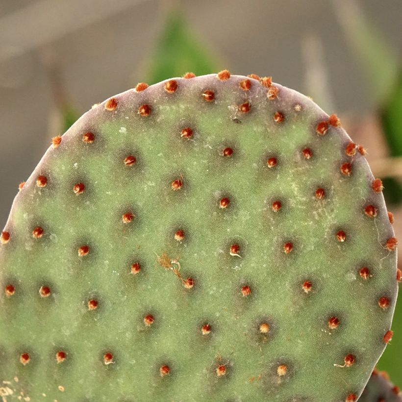 Opuntia rufida - Prickly Pear (Foliage)