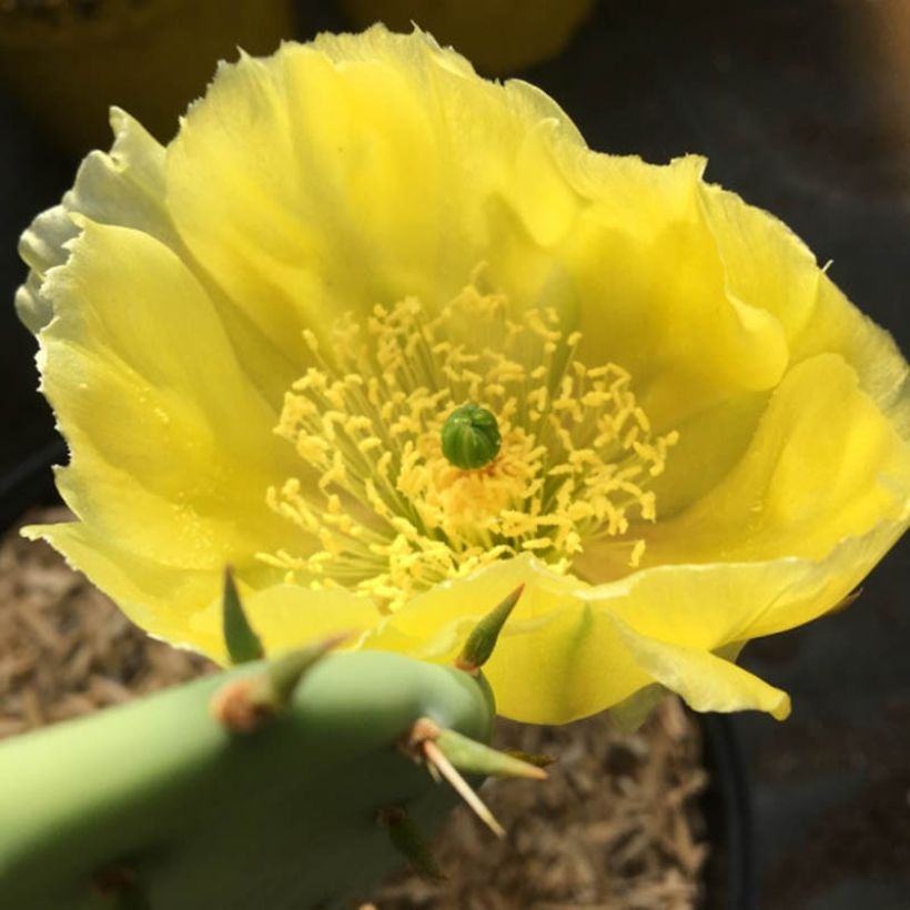 Opuntia semispinosa - Prickly Pear (Flowering)