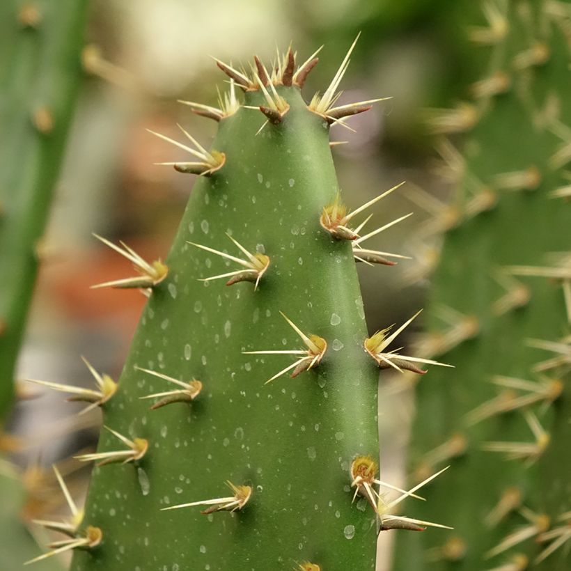 Opuntia semispinosa - Prickly Pear (Foliage)