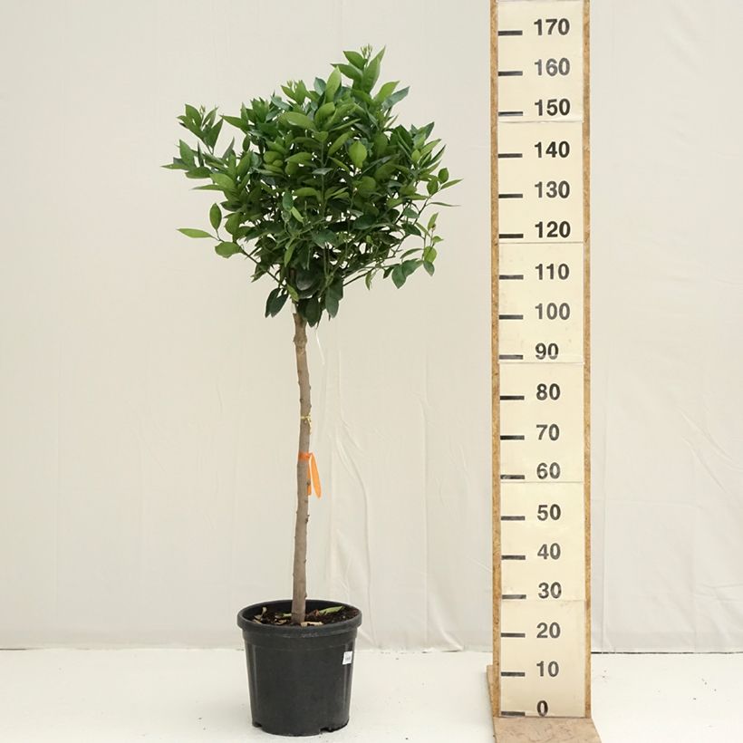 Sweet Orange - Citrus sinensis 18L/20L pot, Half standardShipped height around 100/+cm sample as delivered in spring
