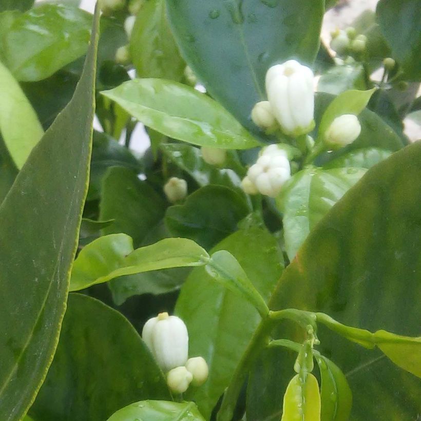 Citrus Corrugata - Bitter Orange (Flowering)