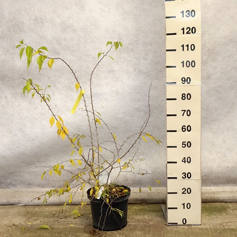 Maclura pomifera 7.5L/10L pot sample as delivered in autumn
