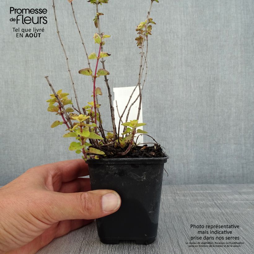 Origanum Norton Gold - Oregano 8/9 cm pot sample as delivered in summer