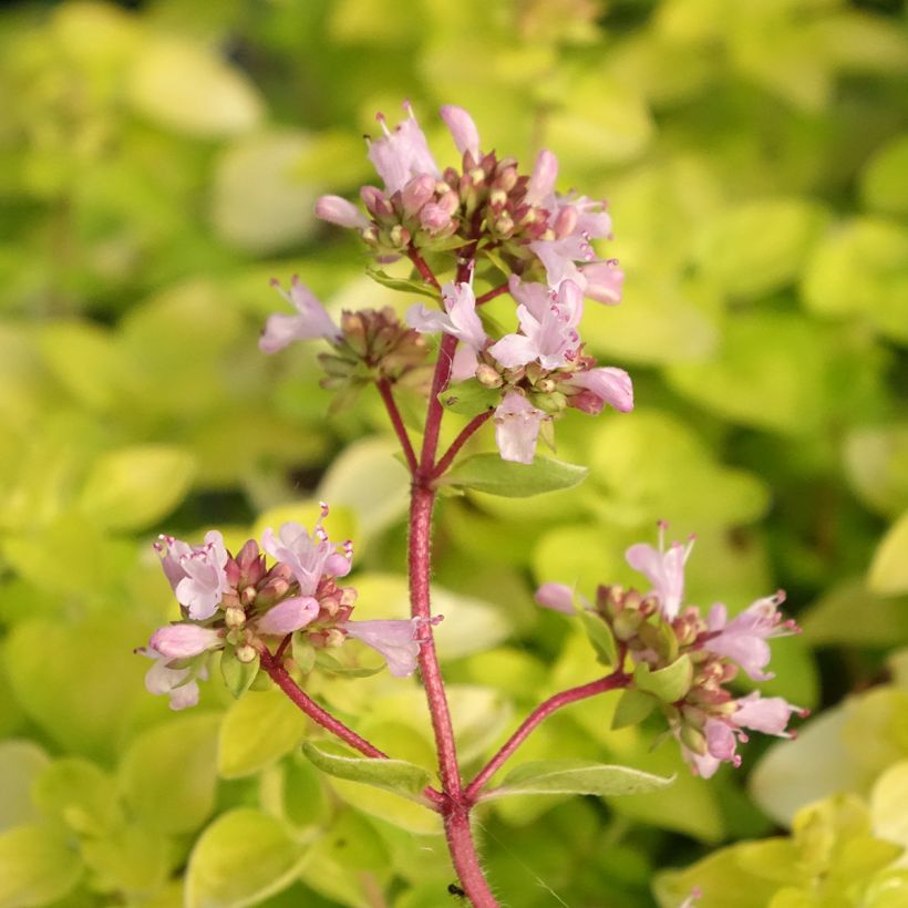 Origanum Norton Gold - Oregano (Flowering)