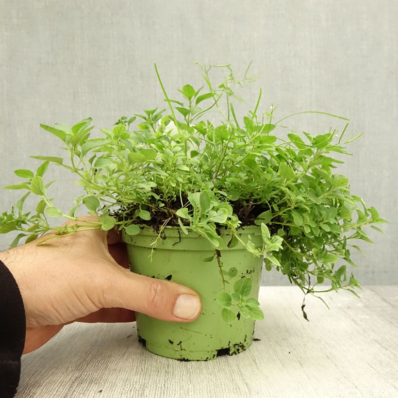 Origanum vulgare - Oregano 1L/1.5L pot sample as delivered in autumn