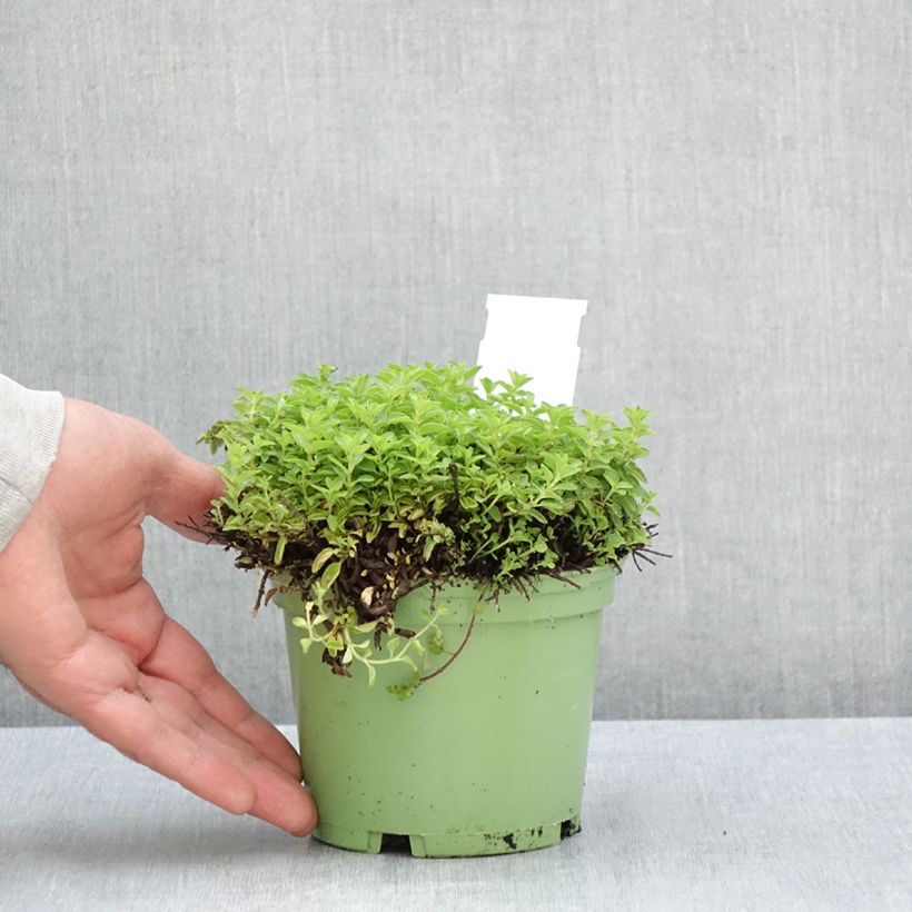 Origanum vulgare - Oregano 1L/1.5L pot sample as delivered in summer