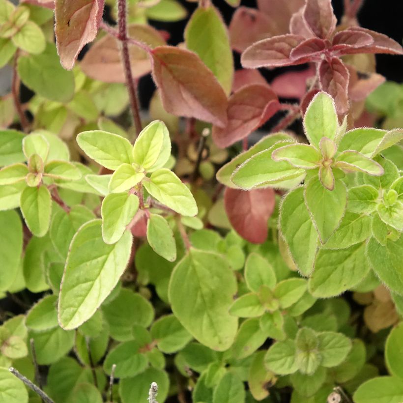 Origanum vulgare - Oregano (Foliage)