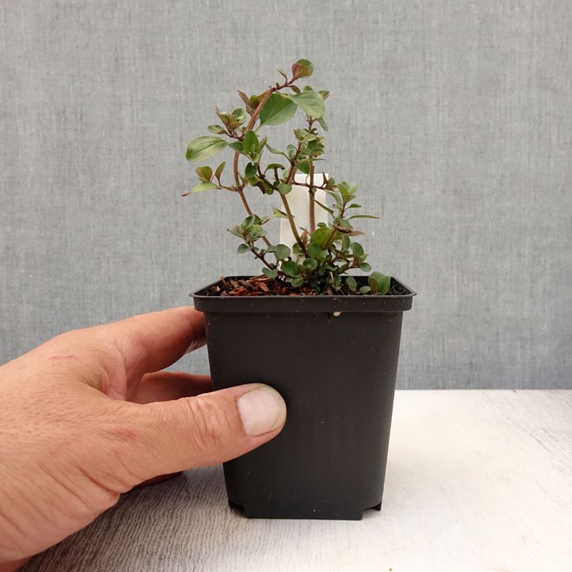 Origanum laevigatum Herrenhausen - Oregano 8/9 cm pot sample as delivered in summer