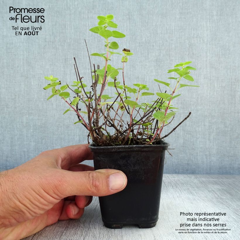 Origanum majorana Pagoda Bells - Sweet Marjoram 8/9 cm pot sample as delivered in summer
