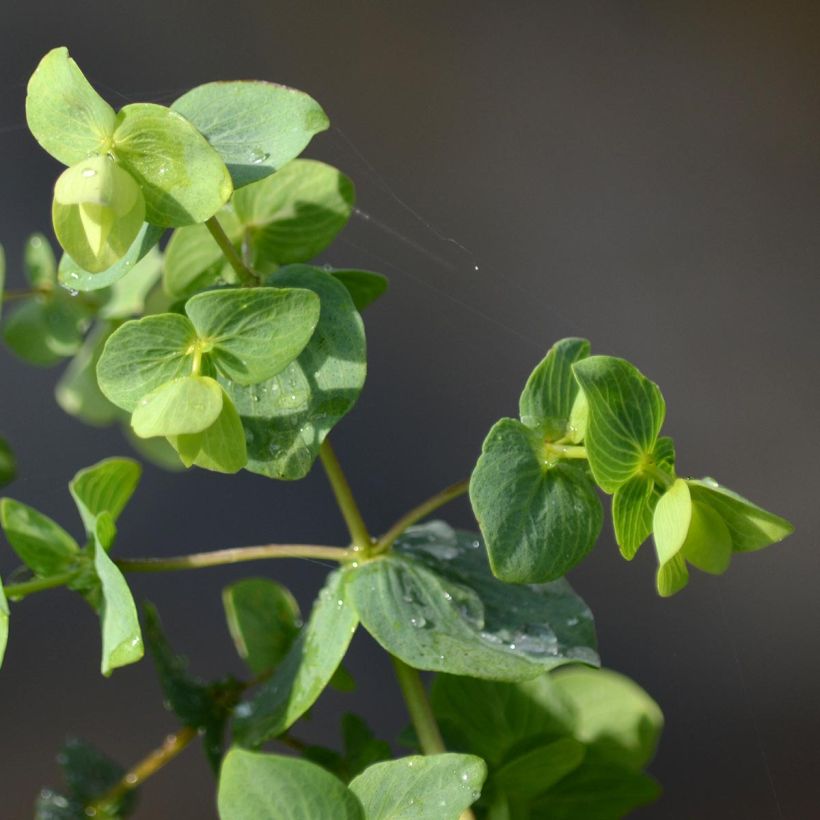 Origanum rotundifolium Kent Beauty - Oregano (Foliage)