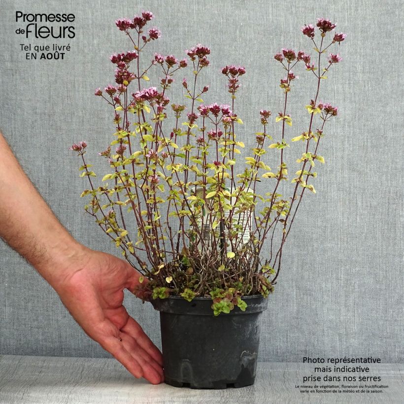 Origanum vulgare Thumbles Variety - Oregano 1.5L/2L pot sample as delivered in summer