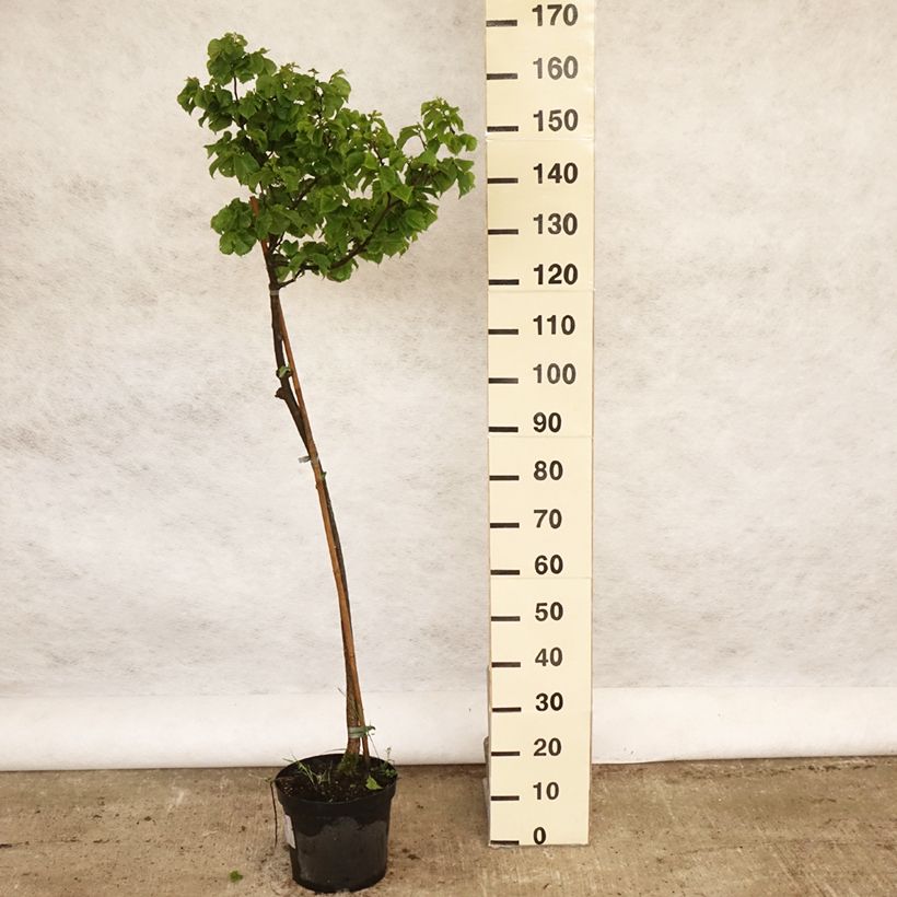 Ulmus glabra Nana - Elm 7.5L/10L potShipped height around 100/120cm sample as delivered in spring