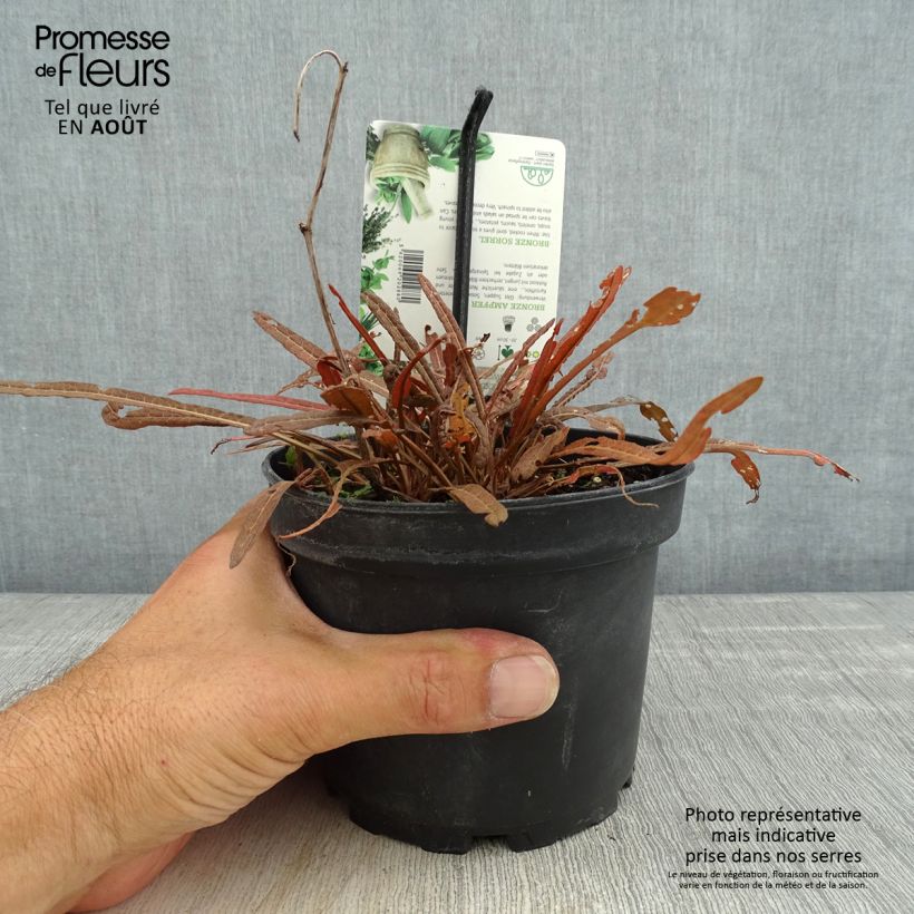Rumex flexuosus Copper Sword 1.5L/2L pot sample as delivered in summer