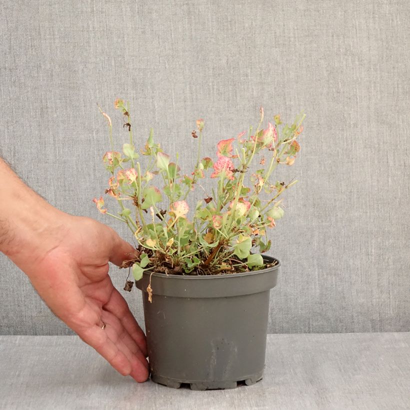 French Sorrel - Rumex scutatus 1.5L/2L pot sample as delivered in summer