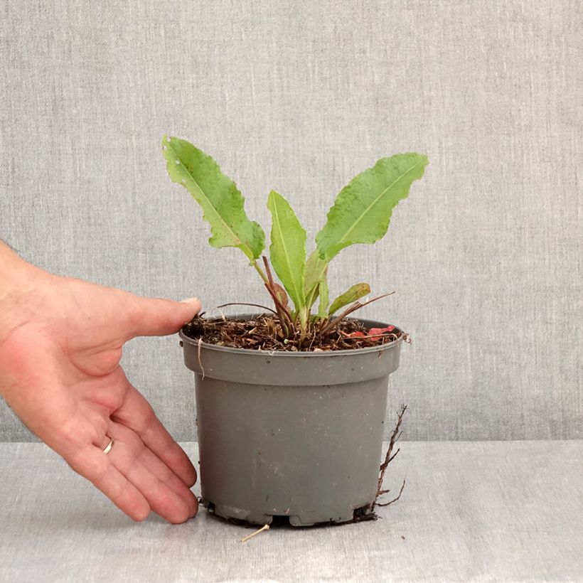 Patience Dock - Rumex patientia 1.5L/2L pot sample as delivered in summer