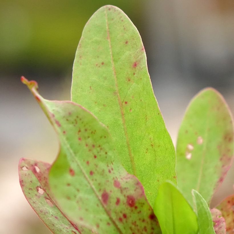 Patience Dock - Rumex patientia (Foliage)