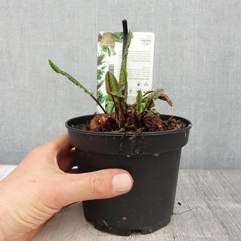 Oseille sanguine - Rumex sanguineus pot de 1.5L/2L sample as delivered in spring