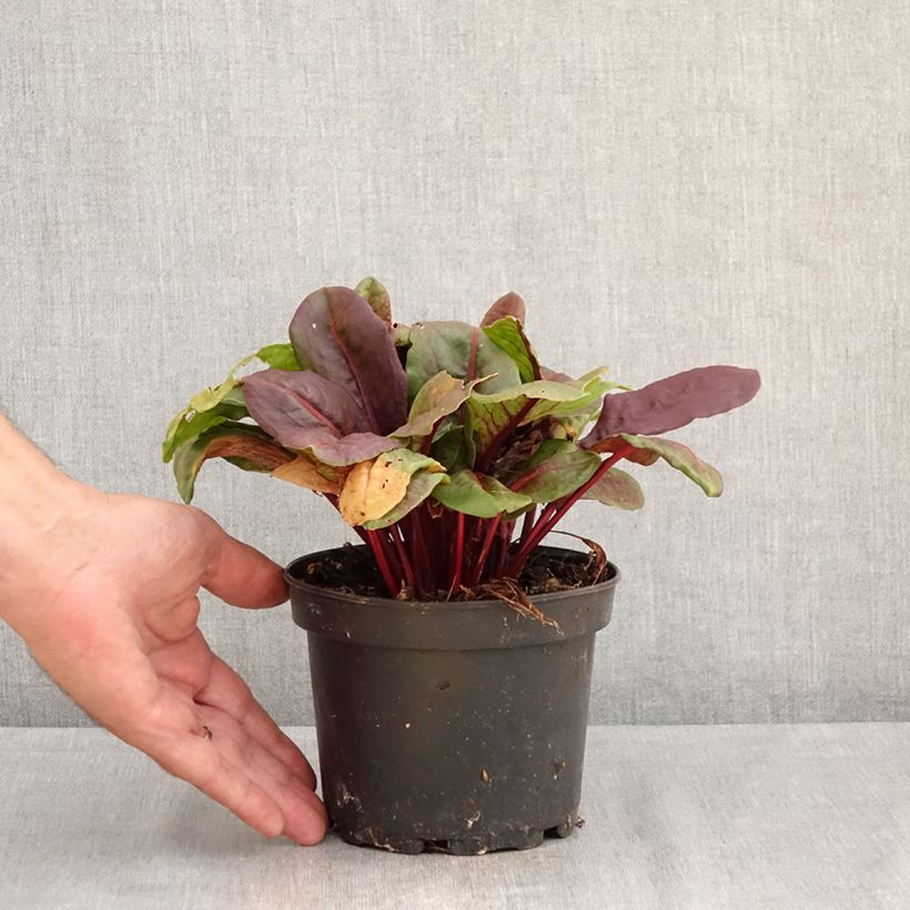 Rumex arifolius Ruber 1.5L/2L pot sample as delivered in summer