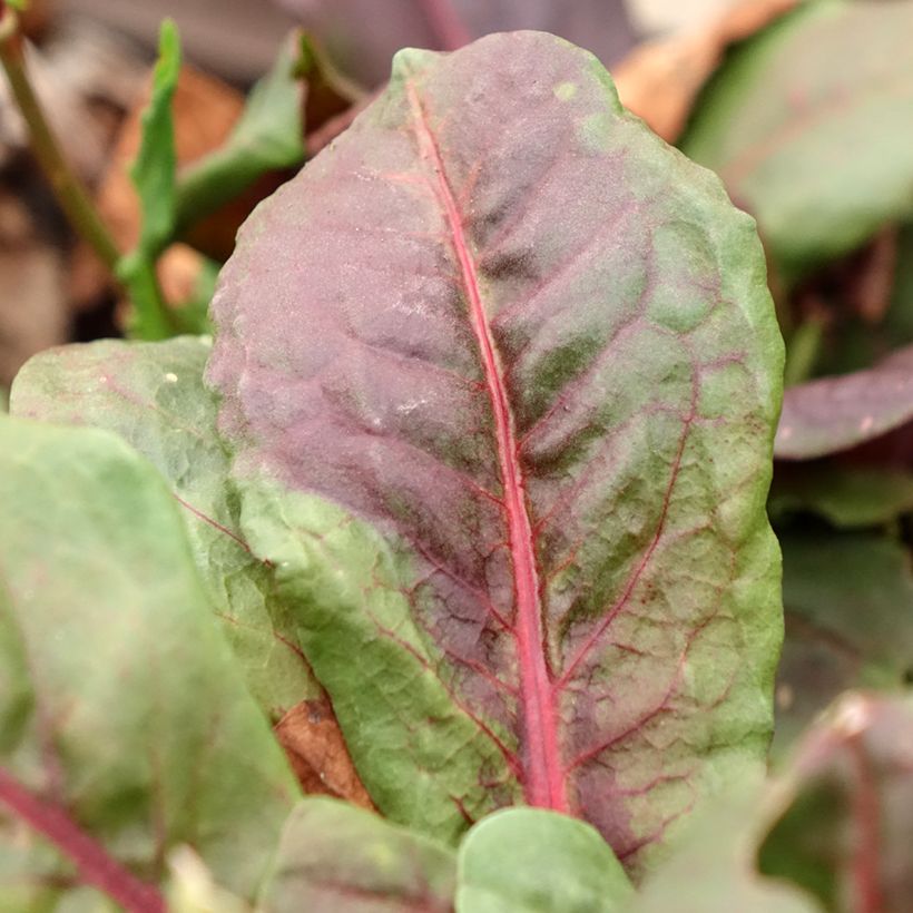Rumex arifolius Ruber (Foliage)
