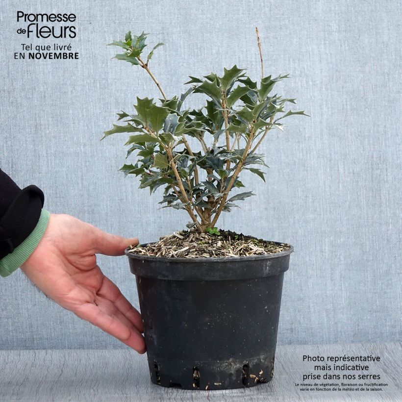 Osmanthus heterophyllus - Osmanthe ? feuilles de houx - Pot de 3L/4L sample as delivered in autumn