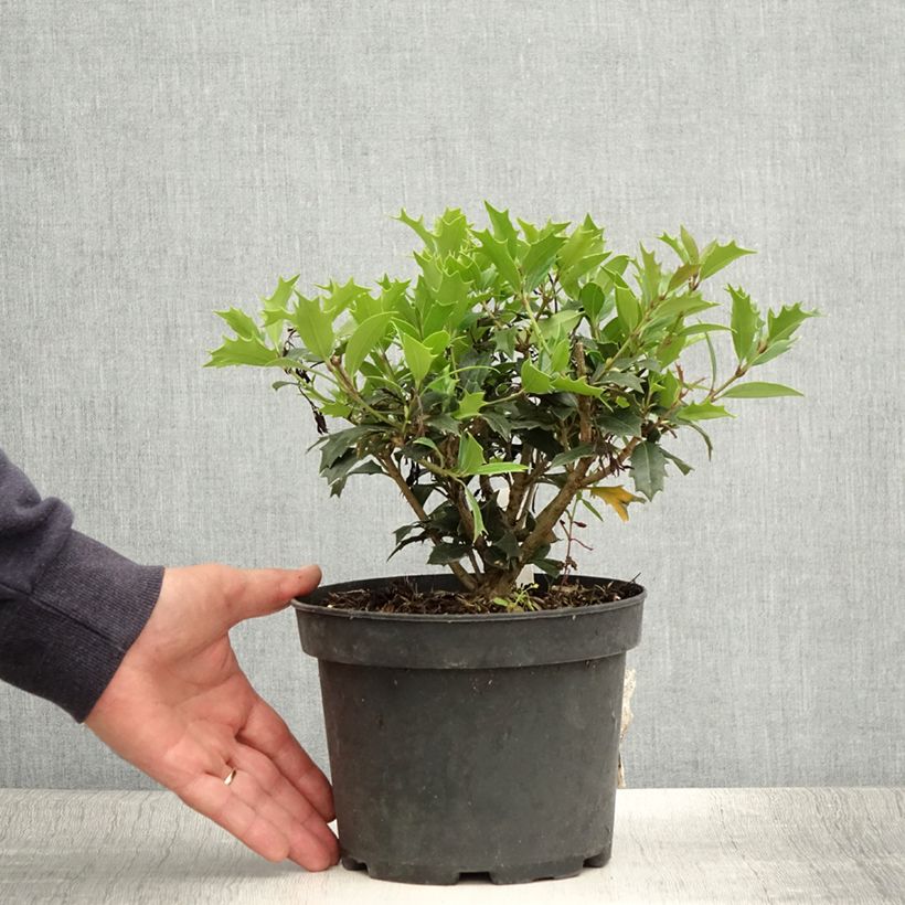 Osmanthus heterophyllus 3L/4L pot sample as delivered in summer