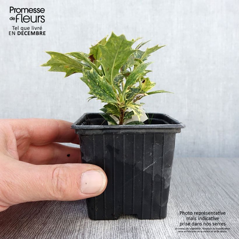 Osmanthus heterophyllus tricolor 8/9 cm pot sample as delivered in autumn
