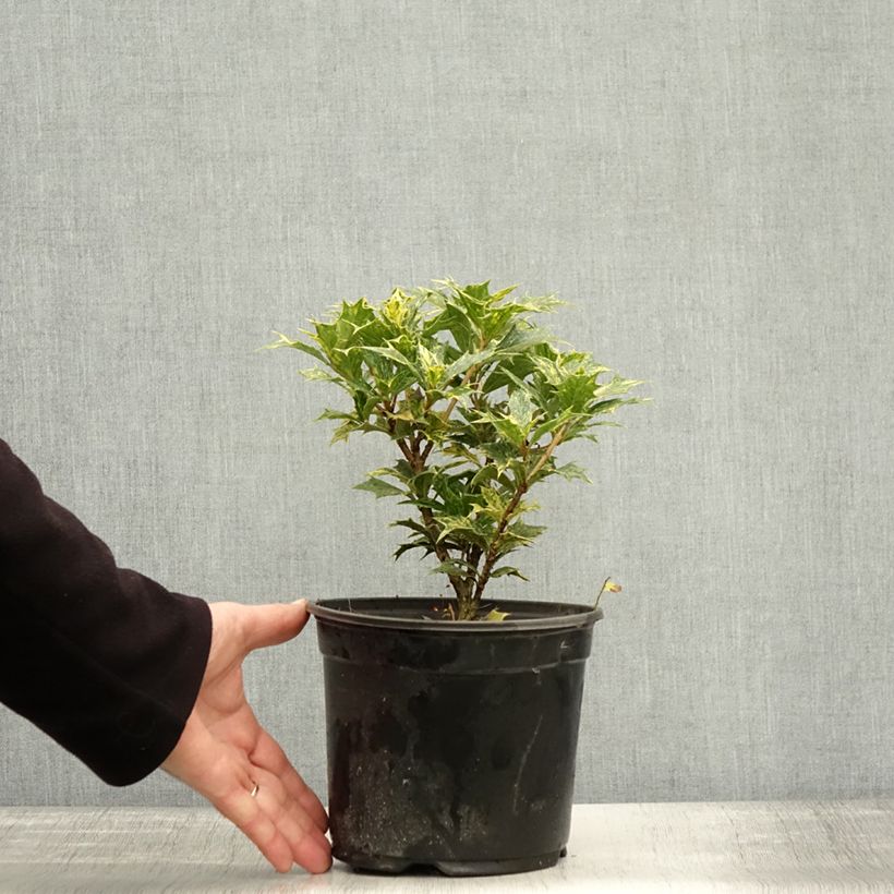Osmanthus heterophyllus tricolor 2L/3L pot sample as delivered in autumn