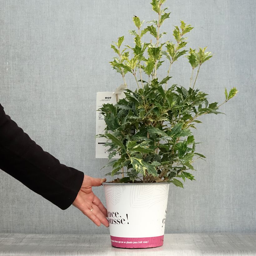 Osmanthus heterophyllus tricolor 4L/5L pot sample as delivered in autumn