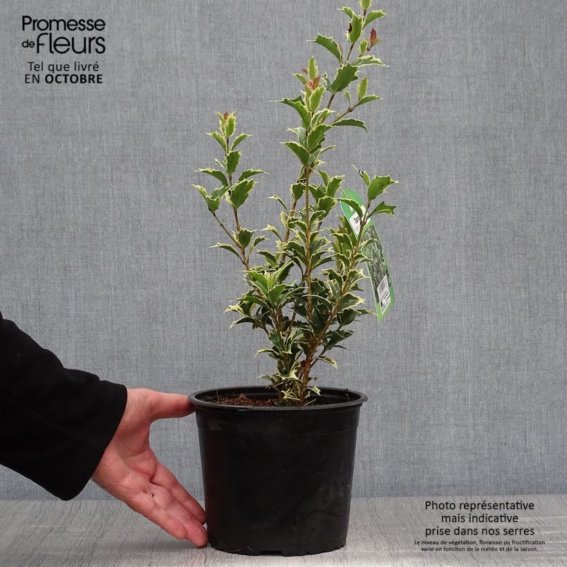 Osmanthus heterophyllus Variegatus - Osmanthe panaché en pot de 3L/4L sample as delivered in autumn