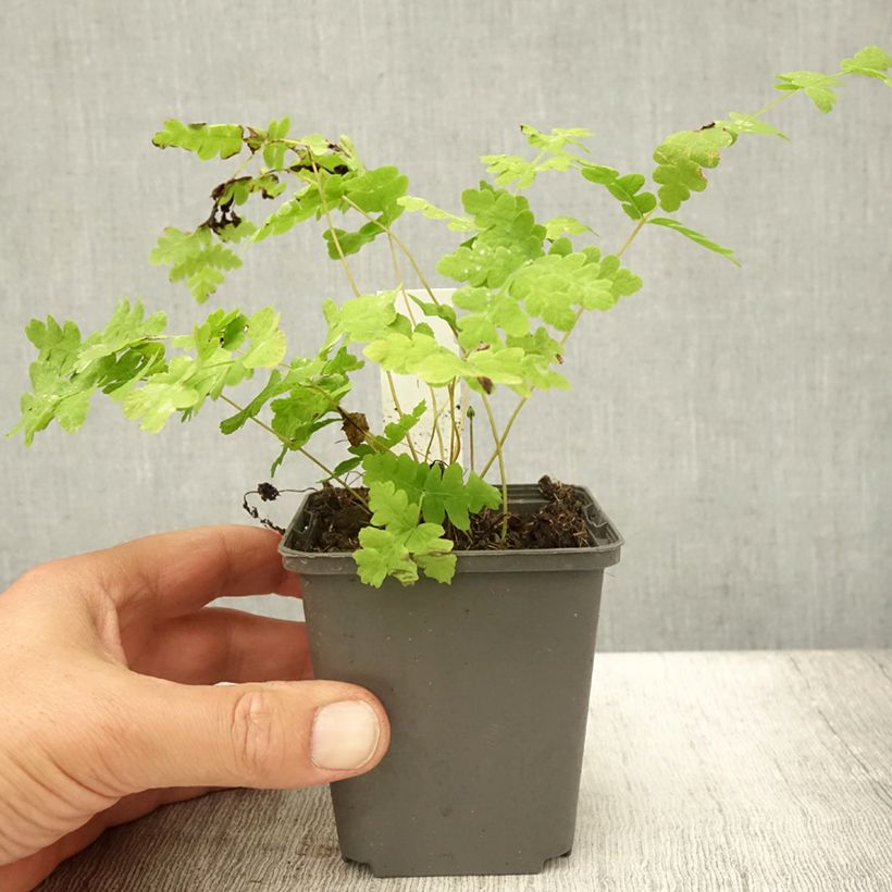 Osmunda claytoniana - Fern 8/9 cm pot sample as delivered in summer