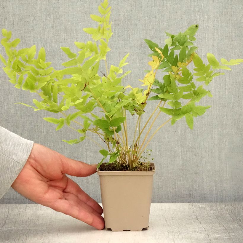 Osmunda regalis - Royal Fern 8/9 cm pot sample as delivered in summer