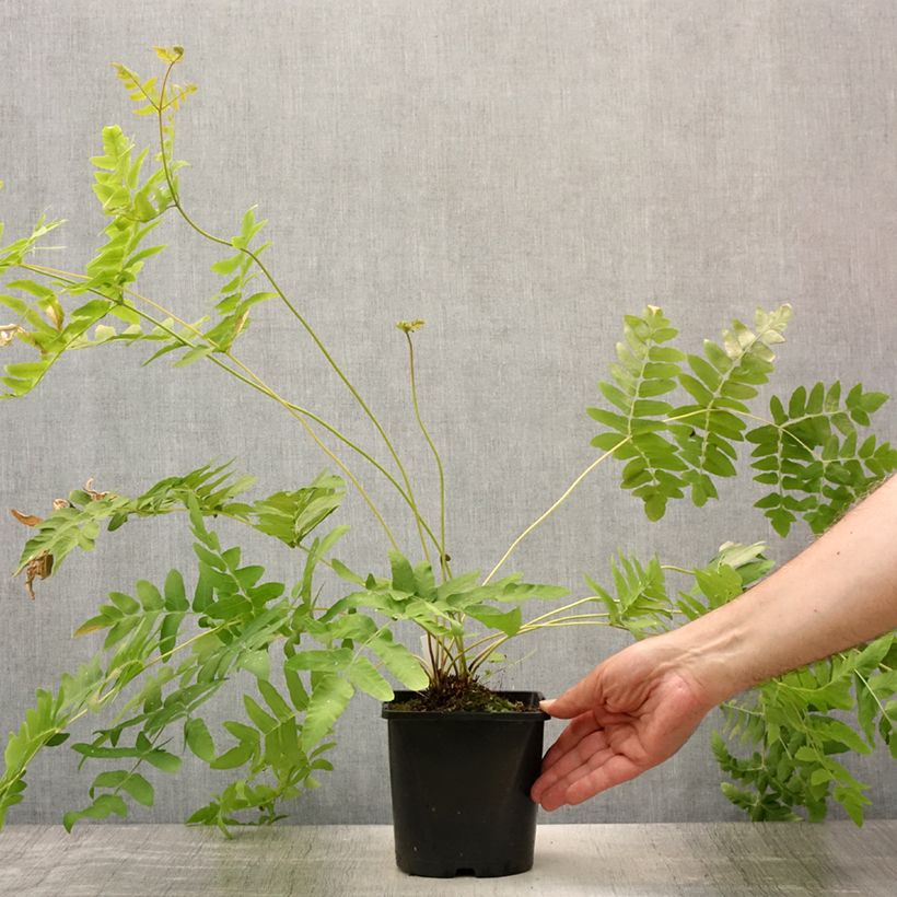 Osmunda regalis - Royal Fern 2L/3L pot sample as delivered in summer