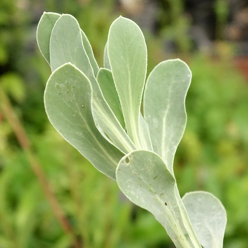 Othonna cheirifolia (Foliage)