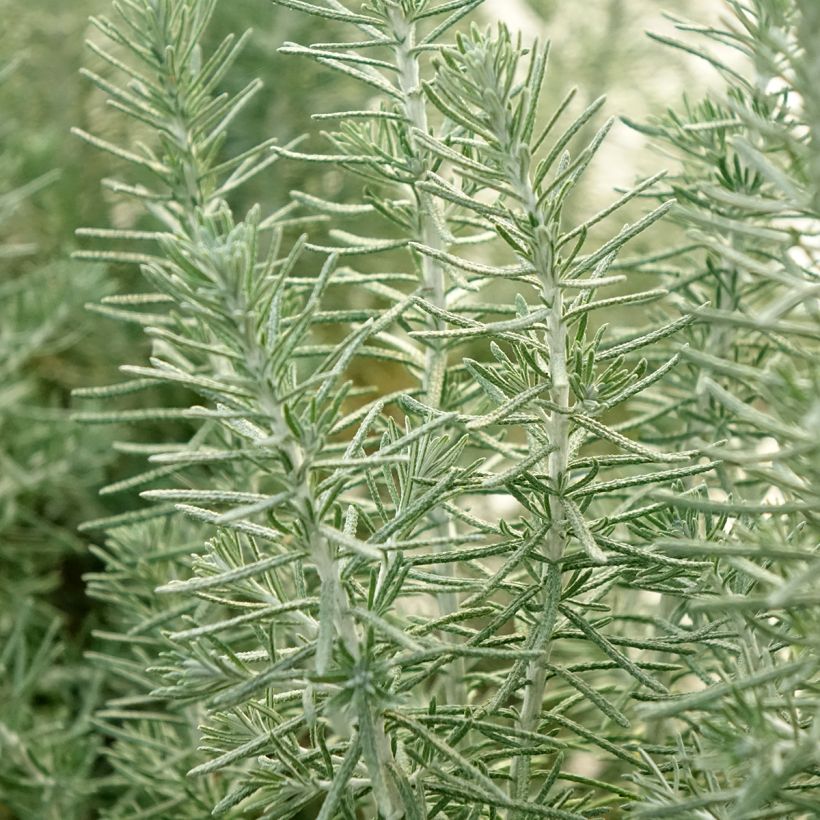 Ozothamnus rosmarinifolius Silver Jubilee (Foliage)